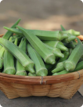 Okra